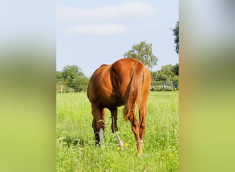 American Quarter Horse, Mare, 1 year, 14.2 hh, Chestnut-Red