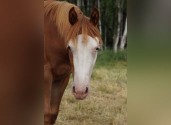 American Quarter Horse, Mare, 1 year, 14.2 hh, Chestnut-Red