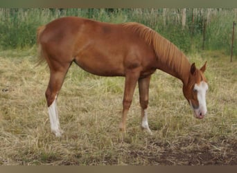 American Quarter Horse, Mare, 1 year, 14.2 hh, Chestnut-Red