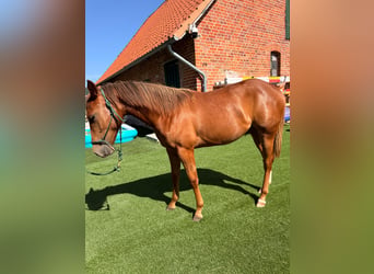 American Quarter Horse, Mare, 1 year, 14.2 hh, Chestnut
