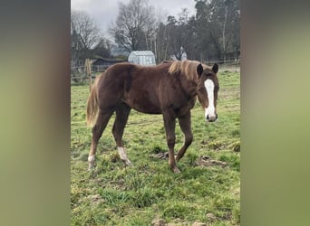 American Quarter Horse, Mare, 1 year, 14,2 hh, Chestnut