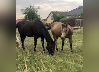 American Quarter Horse, Mare, 1 year, 14.2 hh, Dun