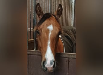 American Quarter Horse, Mare, 1 year, 14,2 hh, Dun