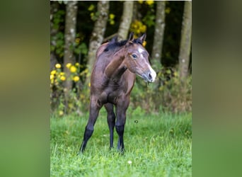 American Quarter Horse, Mare, 1 year, 14.2 hh, Grey