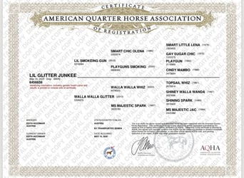 American Quarter Horse, Mare, 1 year, 14.2 hh, Grey