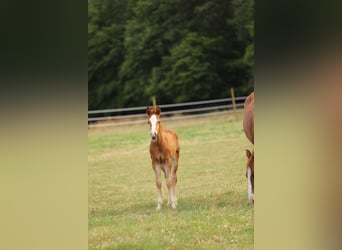 American Quarter Horse, Mare, 1 year, 14.2 hh, Grullo