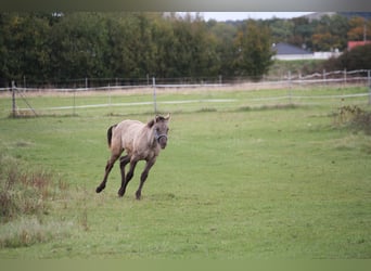 American Quarter Horse, Mare, 1 year, 14,2 hh, Grullo