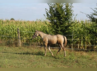 American Quarter Horse, Mare, 1 year, 14,2 hh, Grullo