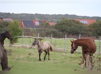 American Quarter Horse, Mare, 1 year, 14,2 hh, Grullo