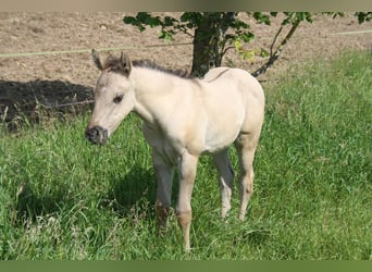 American Quarter Horse, Mare, 1 year, 14,2 hh, Grullo