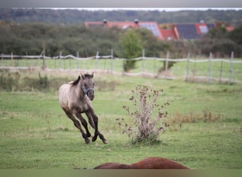 American Quarter Horse, Mare, 1 year, 14,2 hh, Grullo