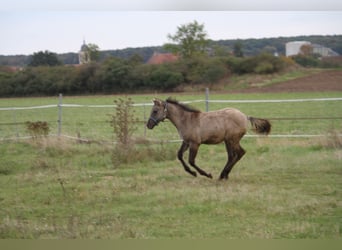 American Quarter Horse, Mare, 1 year, 14,2 hh, Grullo