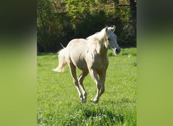 American Quarter Horse, Mare, 1 year, 14.2 hh, Palomino