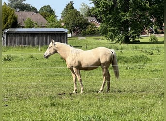 American Quarter Horse, Mare, 1 year, 14.2 hh, Palomino