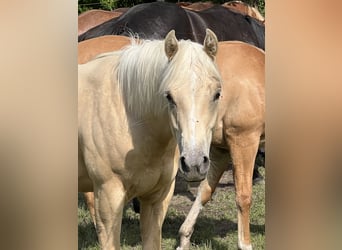 American Quarter Horse, Mare, 1 year, 14.2 hh, Palomino