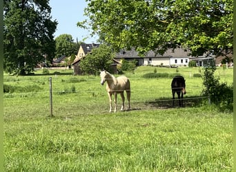American Quarter Horse, Mare, 1 year, 14.2 hh, Palomino