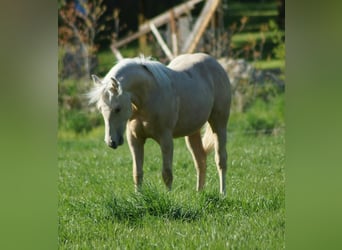 American Quarter Horse, Mare, 1 year, 14.2 hh, Palomino