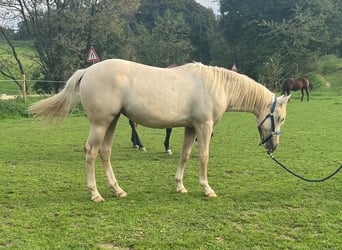 American Quarter Horse, Mare, 1 year, 14.2 hh, Palomino