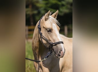 American Quarter Horse, Mare, 1 year, 14,2 hh, Palomino