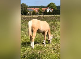 American Quarter Horse, Mare, 1 year, 14.2 hh, Palomino