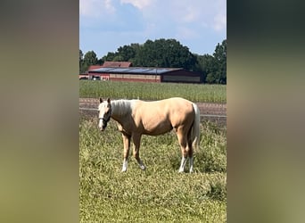 American Quarter Horse, Mare, 1 year, 14.2 hh, Palomino