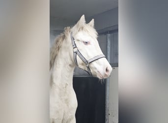 American Quarter Horse Mix, Mare, 1 year, 14.2 hh, Perlino