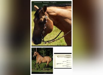American Quarter Horse Mix, Mare, 1 year, 14.2 hh, Perlino