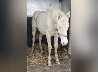 American Quarter Horse Mix, Mare, 1 year, 14.2 hh, Perlino