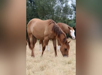 American Quarter Horse, Mare, 1 year, 14.2 hh, Red Dun