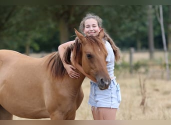 American Quarter Horse, Mare, 1 year, 14.2 hh, Red Dun