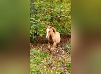 American Quarter Horse, Mare, 1 year, 14.2 hh, Red Dun