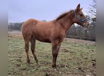 American Quarter Horse, Mare, 1 year, 14.2 hh, Red Dun