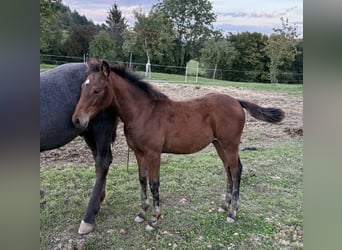 American Quarter Horse Mix, Mare, 1 year, 14.2 hh