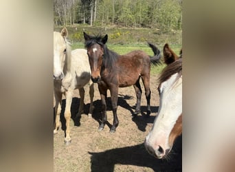 American Quarter Horse Mix, Mare, 1 year, 14.2 hh