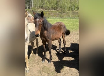 American Quarter Horse Mix, Mare, 1 year, 14.2 hh