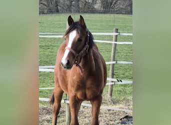 American Quarter Horse, Mare, 1 year, 14.3 hh, Brown