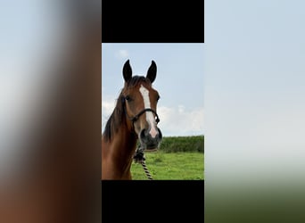 American Quarter Horse Mix, Mare, 1 year, 14,3 hh, Brown