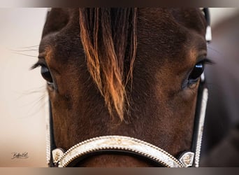 American Quarter Horse, Mare, 1 year, 14.3 hh, Brown