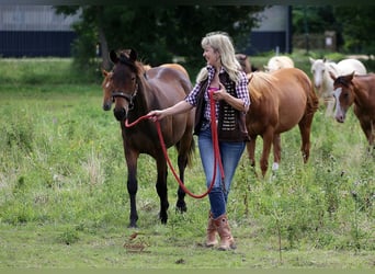 American Quarter Horse, Mare, 1 year, 14.3 hh, Brown