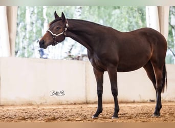 American Quarter Horse, Mare, 1 year, 14.3 hh, Brown