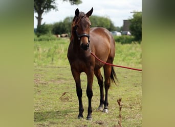 American Quarter Horse, Mare, 1 year, 14.3 hh, Brown
