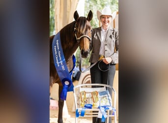 American Quarter Horse, Mare, 1 year, 14.3 hh, Brown