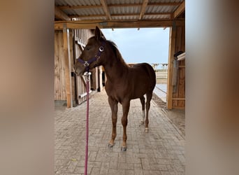 American Quarter Horse, Mare, 1 year, 14.3 hh, Chestnut-Red