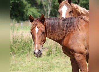 American Quarter Horse, Mare, 1 year, 14.3 hh, Chestnut