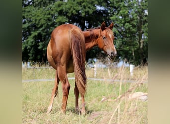 American Quarter Horse, Mare, 1 year, 14.3 hh, Chestnut