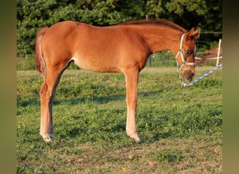 American Quarter Horse, Mare, 1 year, 14.3 hh, Chestnut
