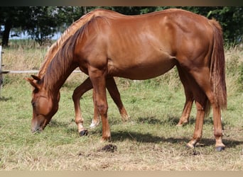 American Quarter Horse, Mare, 1 year, 14.3 hh, Chestnut