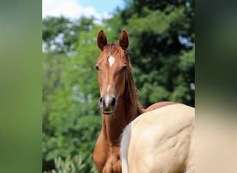 American Quarter Horse, Mare, 1 year, 14.3 hh, Chestnut