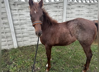 American Quarter Horse, Mare, 1 year, 14.3 hh, Gray-Red-Tan