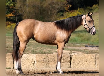 American Quarter Horse, Mare, 1 year, 14 hh, Buckskin